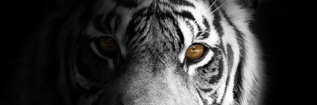 MarcalRoggero's profile banner image