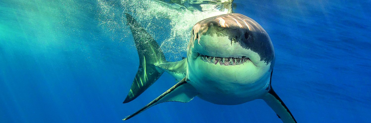 fishlovah's profile banner image