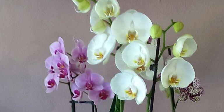 maicarubio's profile banner image