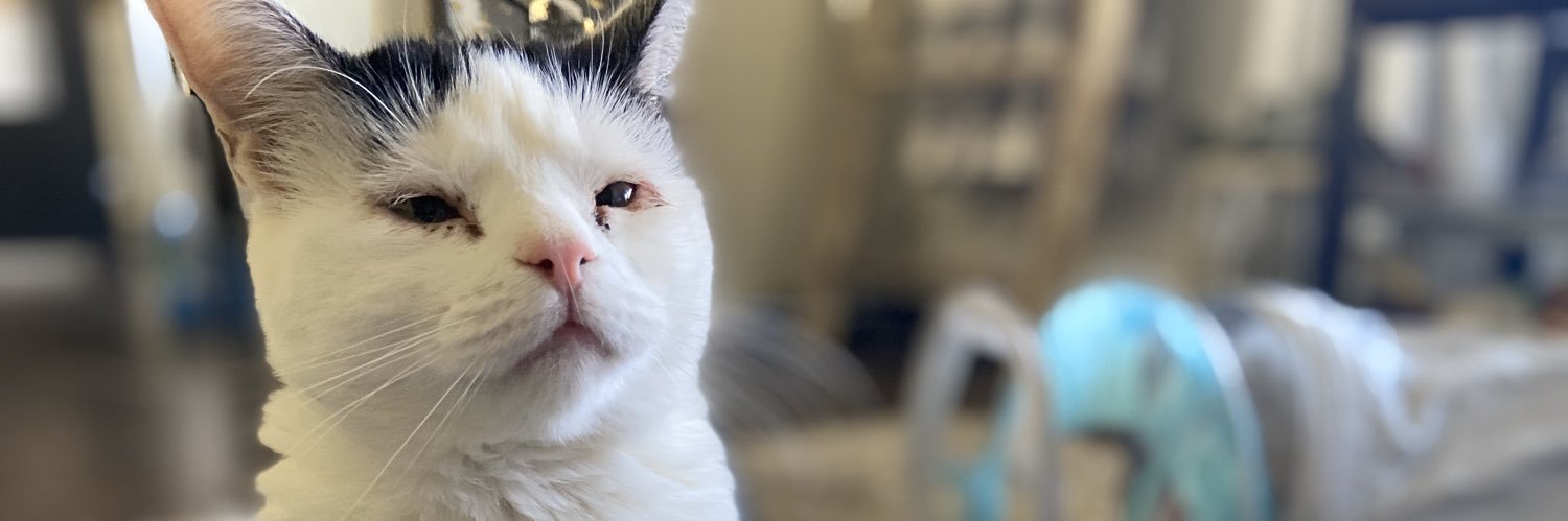 SadieFitch's profile banner image