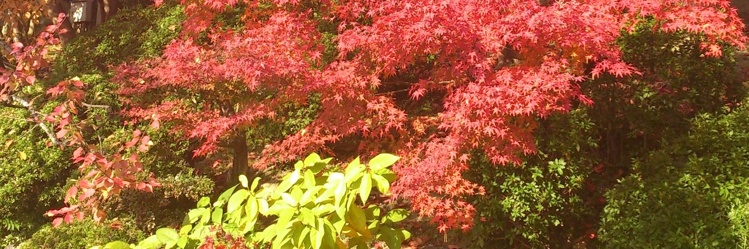 iris_pinkviolet's profile banner image
