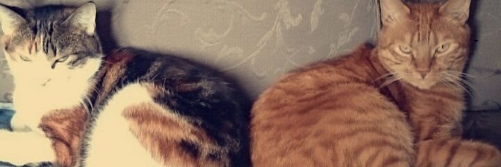 TitiaHo's profile banner image