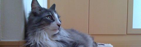 4neko_'s profile banner image