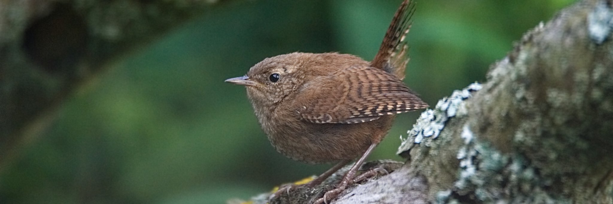 ♕Lord Elpus OBE MBE JCB OMG banner