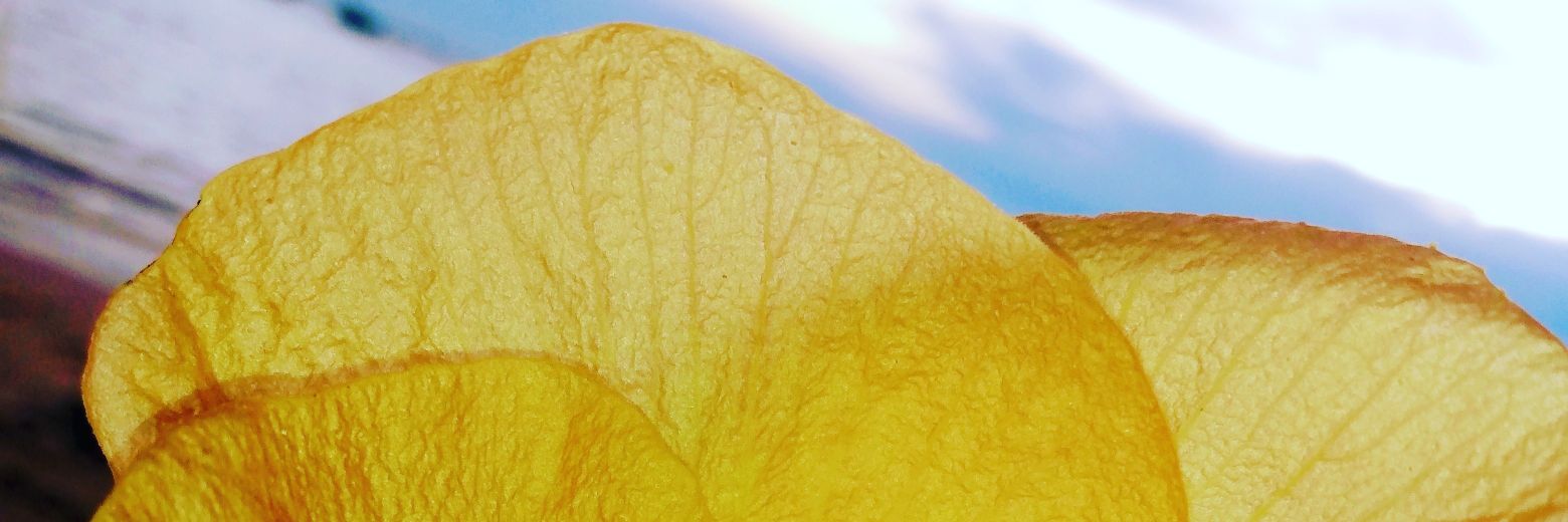 Jes3Keka's profile banner image