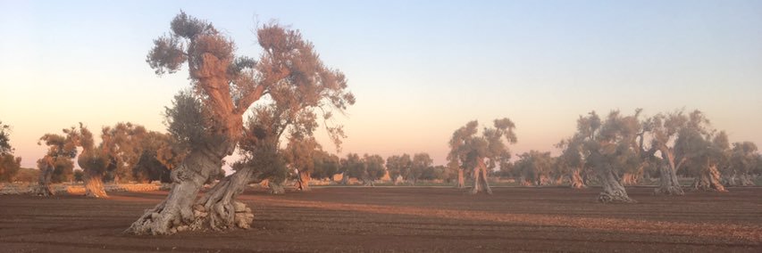 Raphaël Maucuer banner
