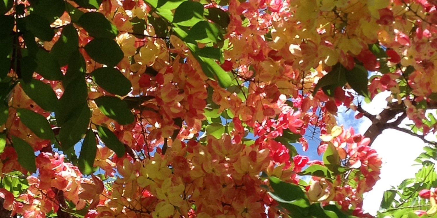 AlisonBaclig's profile banner image