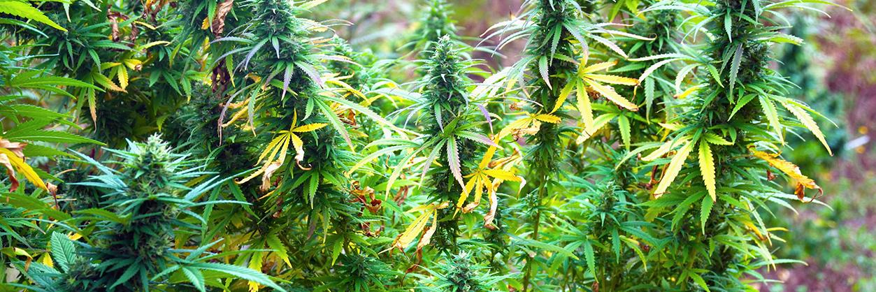420ApparelStore's profile banner image