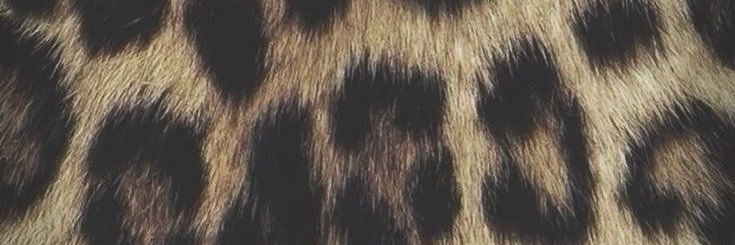 ribeiromariah_1's profile banner image