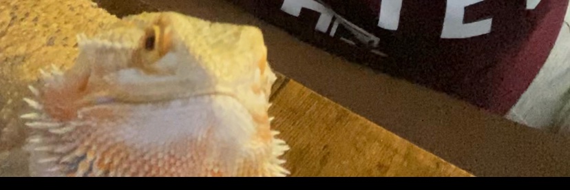 MrsALeverett's profile banner image
