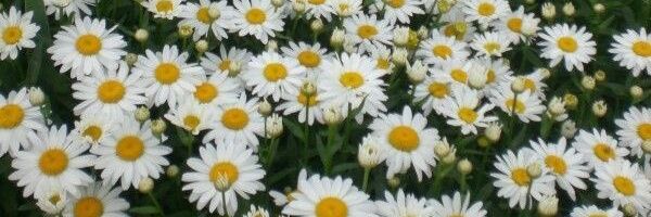 ceyo_ackbs's profile banner image