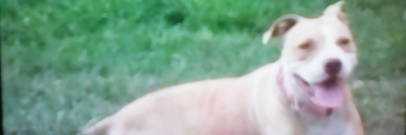 PavonKenya's profile banner image