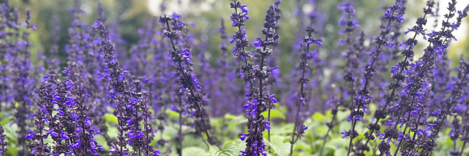 Senator Leah Blyth banner