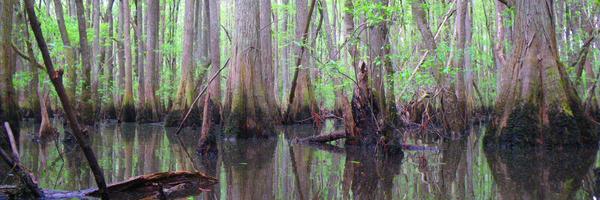 Georgia_EEA Profile Banner