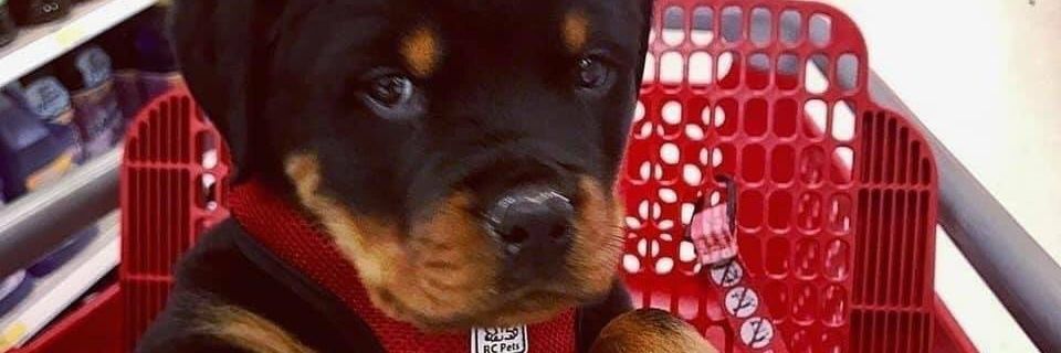 SoyLexx9's profile banner image