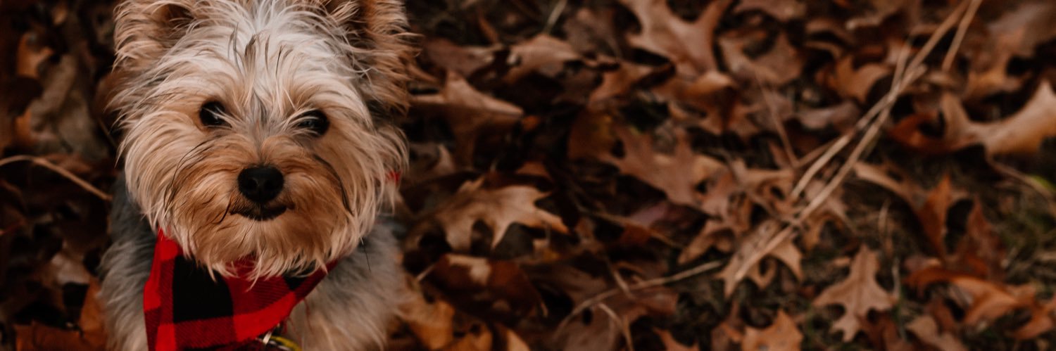 Alexis Vale Walters banner
