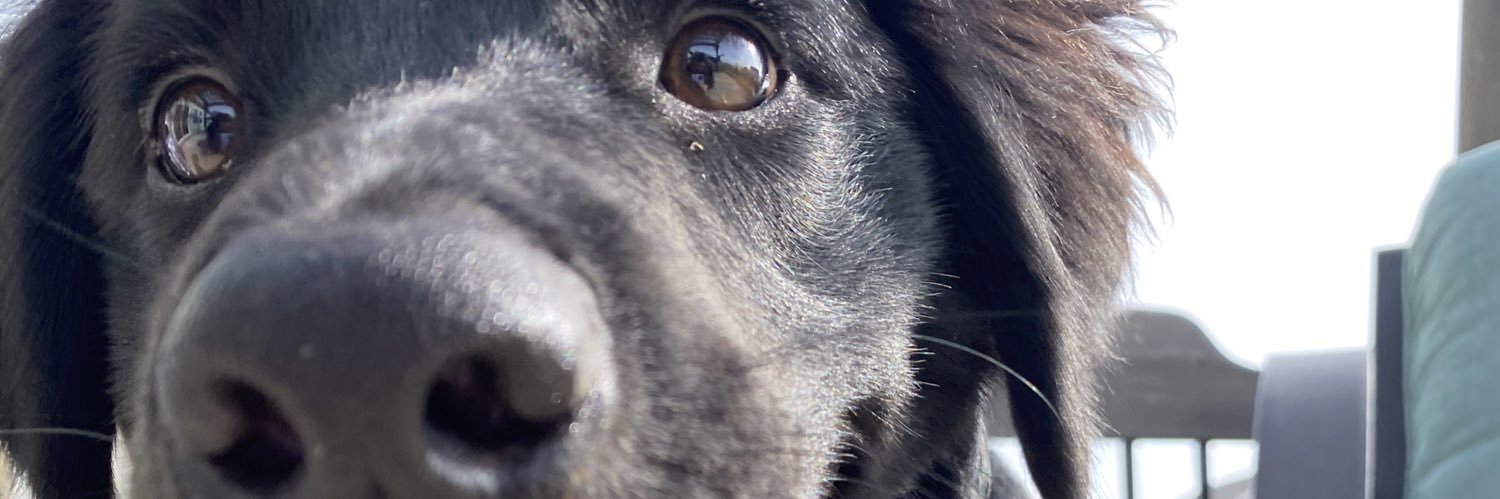 BaileyBooRoo's profile banner image
