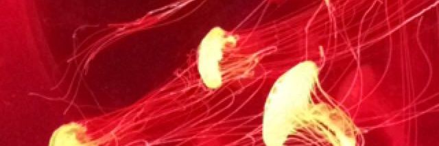 DuronSamanta's profile banner image