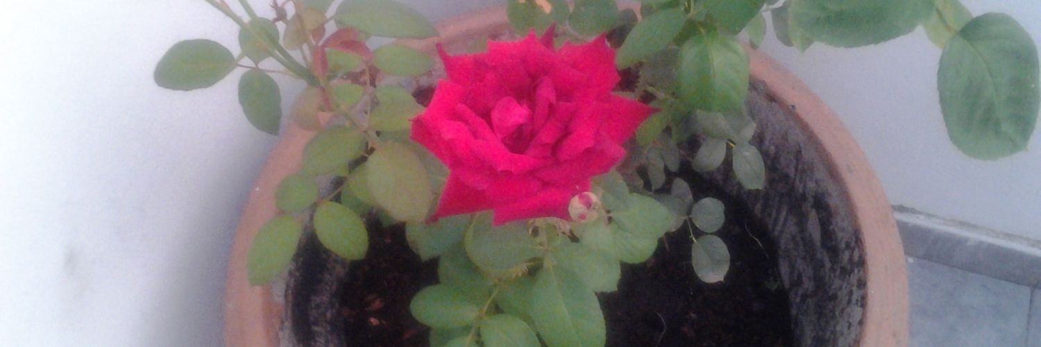 sergio santana banner