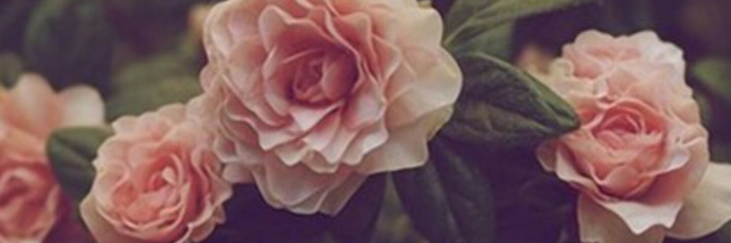 _BluntBeauty22's profile banner image