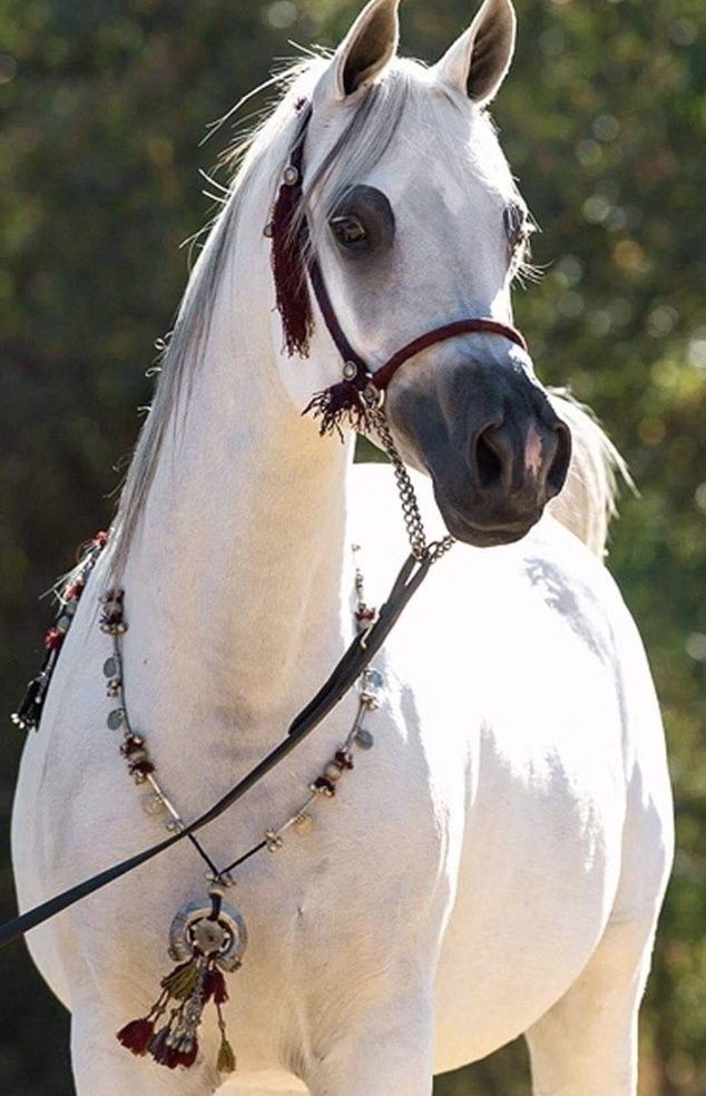 ❤️عاشق البداوة🇸🇦 ❤️ banner