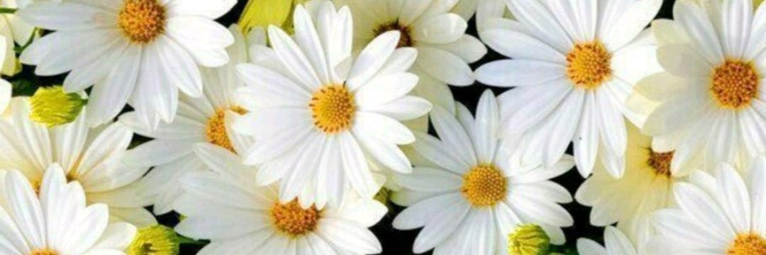 Luciajsoler's profile banner image