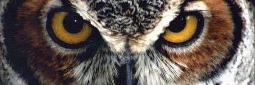 brownwings66's profile banner image