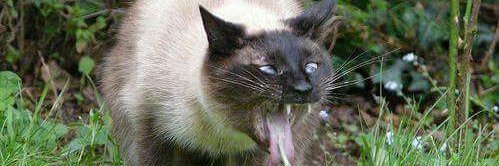 jalea_chuleta's profile banner image