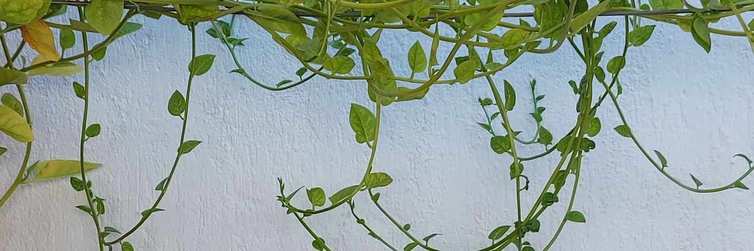 SoemyGc's profile banner image
