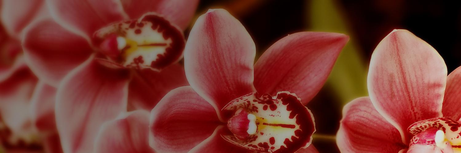 LupusMontreal's profile banner image