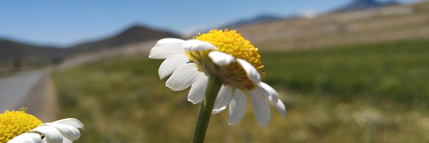 Tuncay40573635's profile banner image