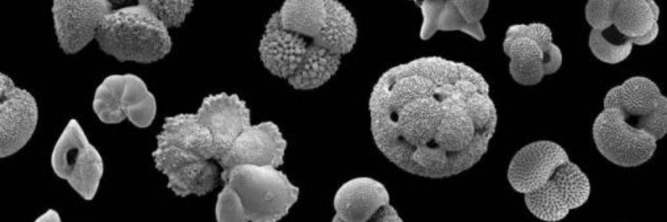 fernanda castano banner