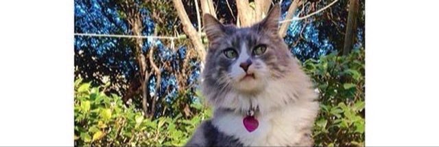 CassidyDanforth's profile banner image