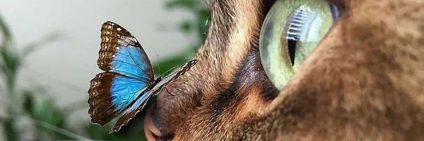 serusapana's profile banner image