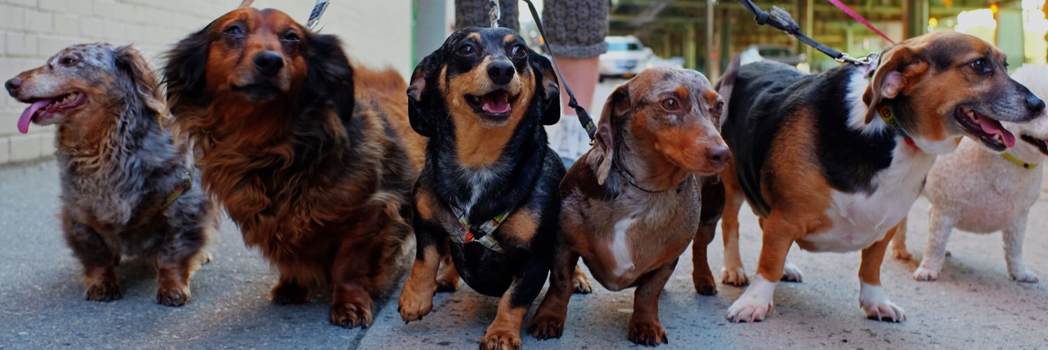 SityWalks's profile banner image