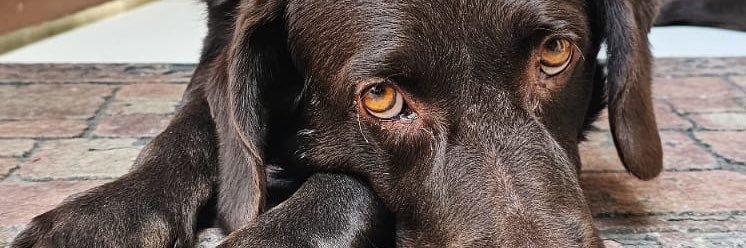 luceromrc's profile banner image