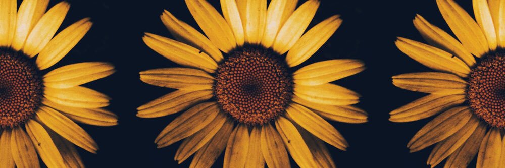 karlyrose_smith's profile banner image