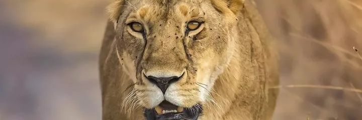 Ankit8926's profile banner image