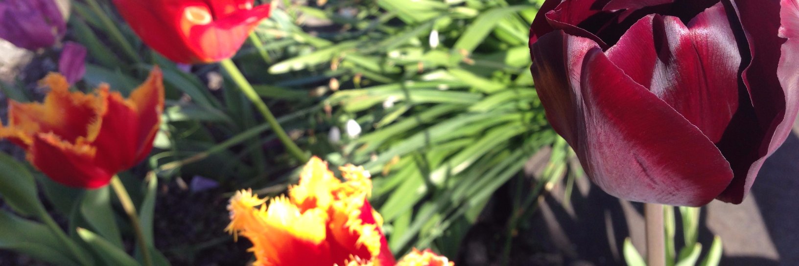 normannlou's profile banner image