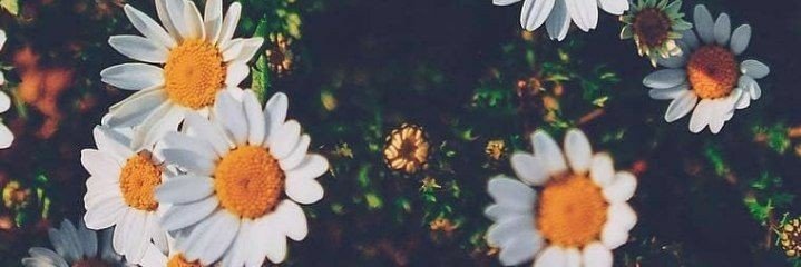 _noobyplay's profile banner image