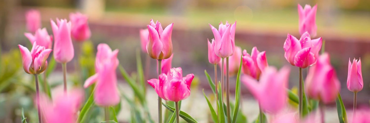 AceLoveCandy's profile banner image