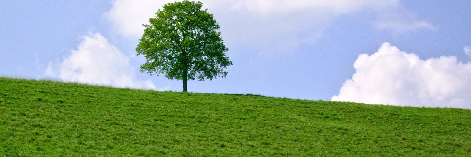 yellingtree1's profile banner image
