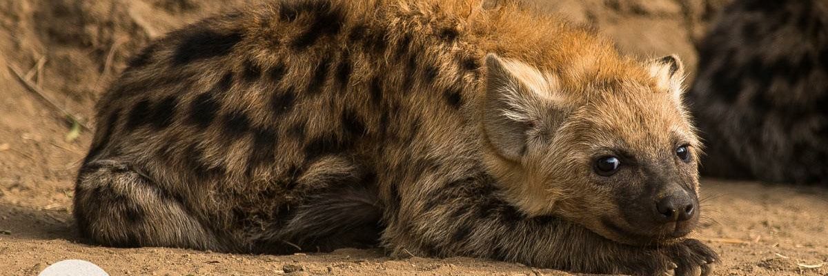 DautriHyena's profile banner image