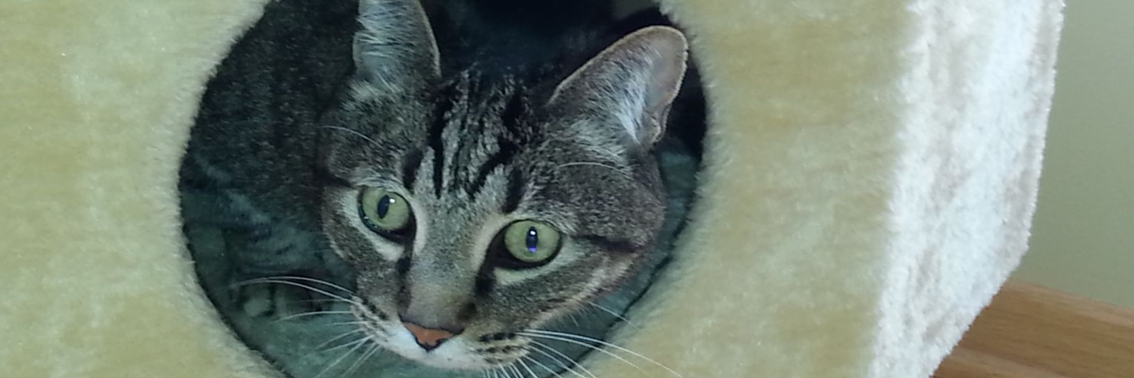 AftonTiger's profile banner image