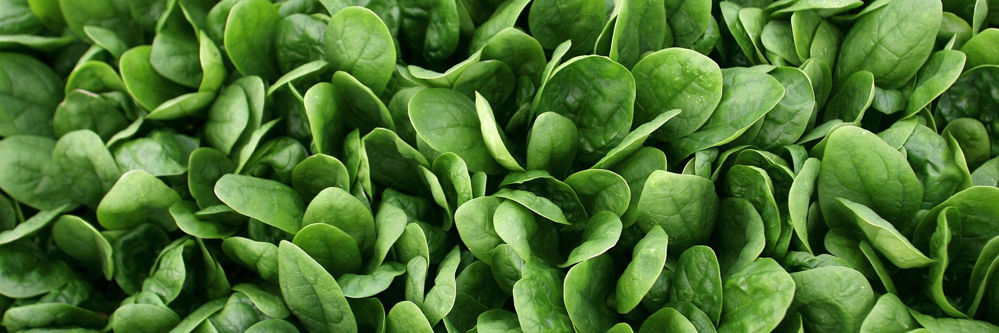 MontereyFood's profile banner image