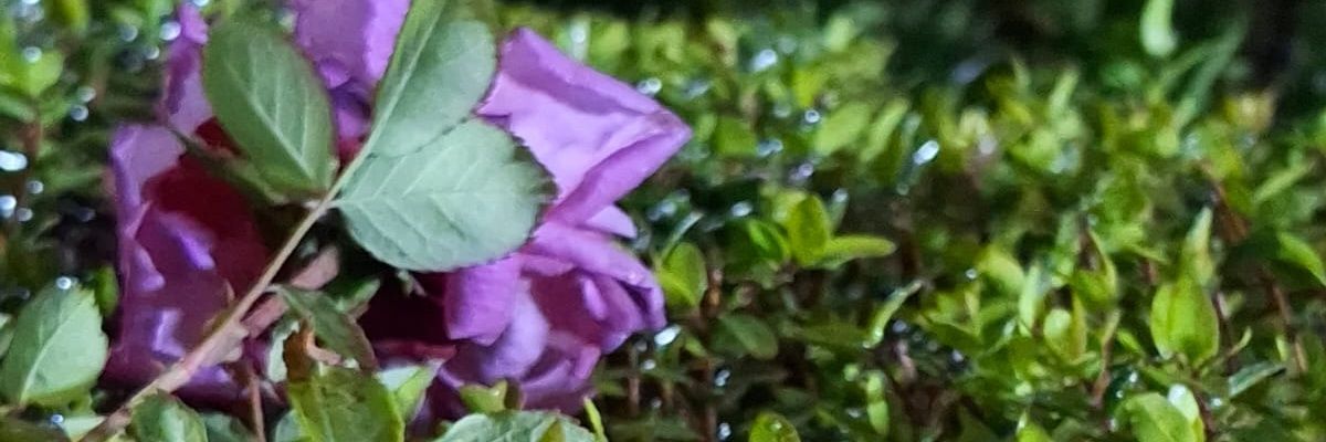 Hussein Ali 👑 | حسين علي banner
