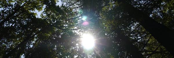 codewuzzle Profile Banner