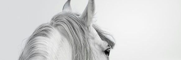 Zeljko Vlahovic banner