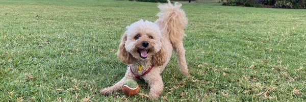DimityPaul Profile Banner