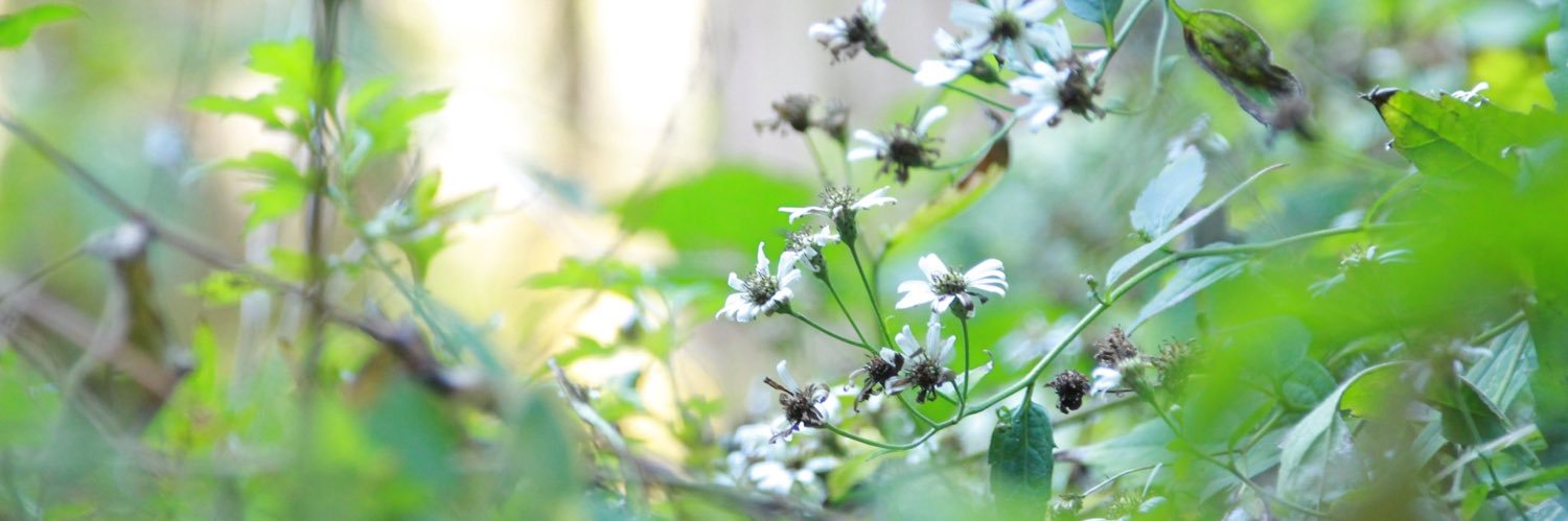 t_t_LLi's profile banner image